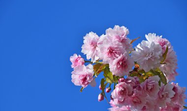 Mavi gökyüzü üzerinde pembe kiraz çiçeği