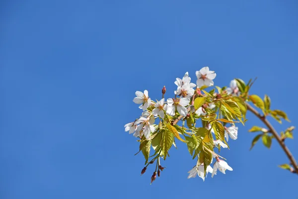 Weiße Kirschblüte über blauem Himmel — Stockfoto