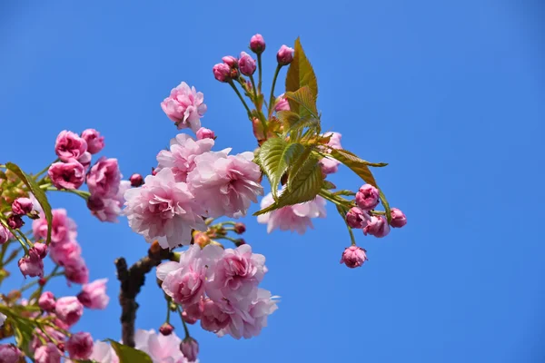 Rosafarbene Kirschblüte über blauem Himmel — Stockfoto