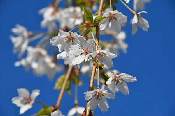 Weiße Kirschblüte über strahlend blauem Himmel aus nächster Nähe — Stockfoto