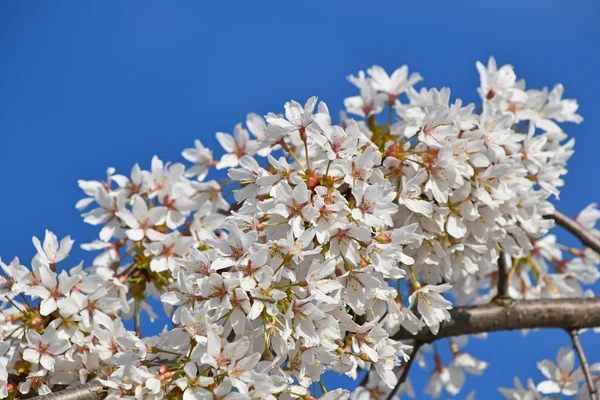 Weiße Kirschblüte über blauem Himmel — Stockfoto