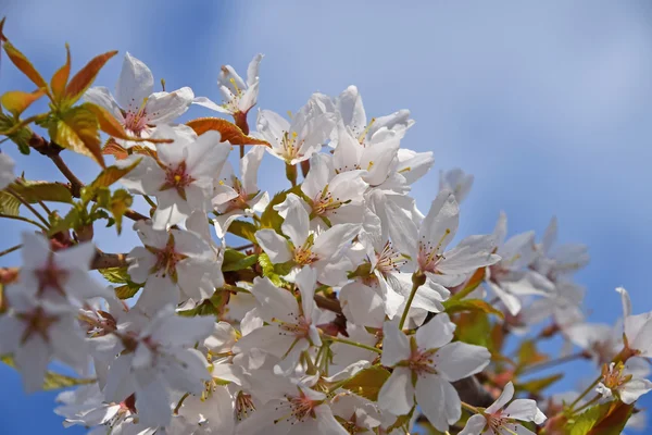 Weiße Kirschblüte über blauem Himmel aus nächster Nähe — Stockfoto