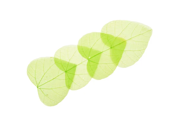 Empat daun kerangka hijau berbentuk hati berwarna putih — Stok Foto