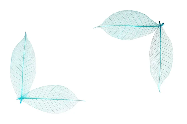 Углы синих листьев скелета на белом — стоковое фото