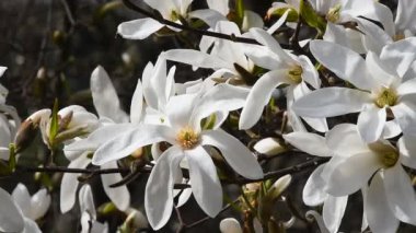 Rüzgar Manolya çiçekleri beyaz, yakın çekim