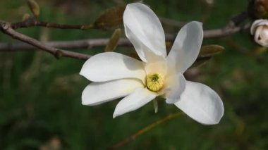 Beyaz Manolya çiçek yüksek açı yakın çekim