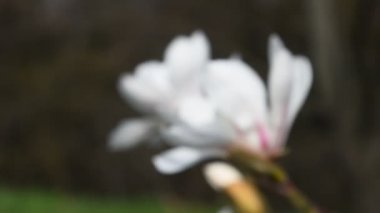 Beyaz Manolya çiçek yan Görünümü Kapat