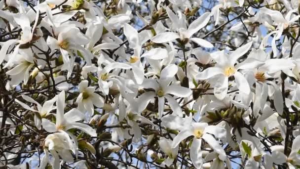 Flores blancas magnolia alto sobre el cielo azul — Vídeo de stock