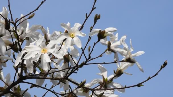 Flores blancas de magnolia tiemblan en el viento — Vídeo de stock