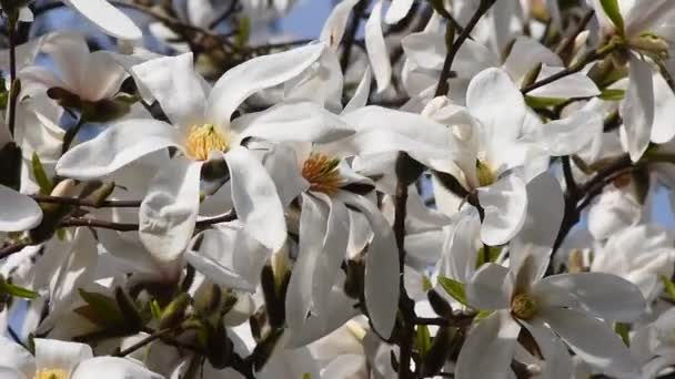 Белые цветы магнолии на ветру, крупным планом — стоковое видео