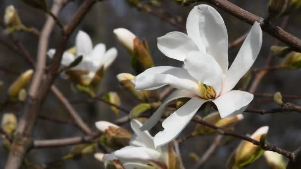 Magnolia blanc fleur grand angle gros plan — Video