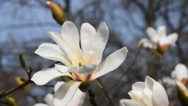Branco magnólia flor cabeça de perto — Vídeo de Stock