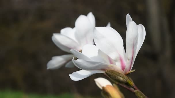 Białe kwiaty magnolii, widok z boku z bliska — Wideo stockowe