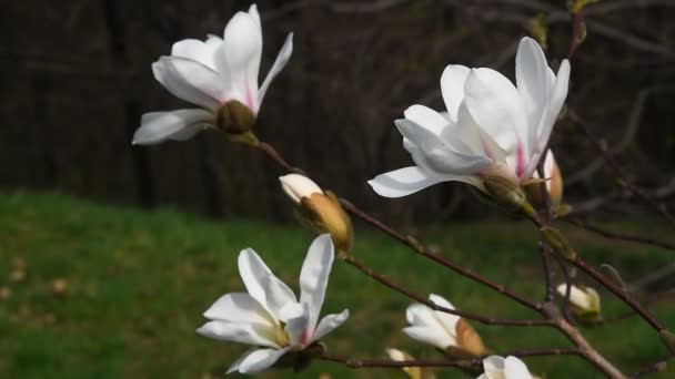 Vit magnolia blommor sidovy på nära håll — Stockvideo