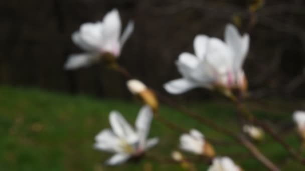 White magnolia flowers focus in close up — Stock Video