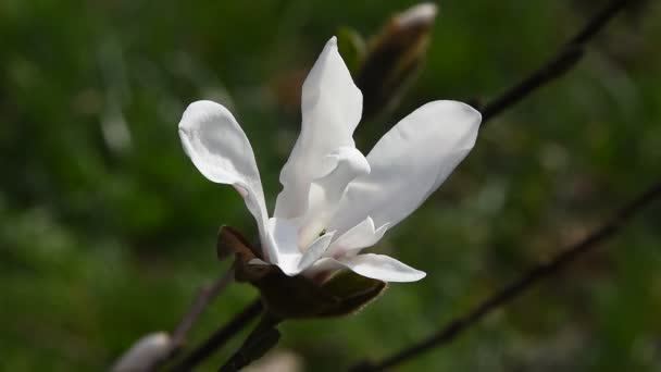 Vit magnolia blomma hög vinkel på nära håll — Stockvideo