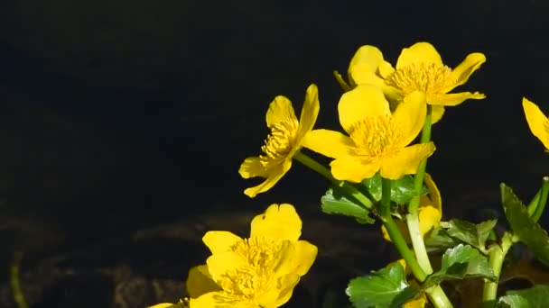 Gula Caltha blommor i damm vatten på nära håll — Stockvideo