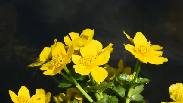 Gele Caltha bloemen in vijverwater close-up — Stockvideo