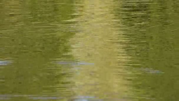 Running ondulations vertes sur la surface de l'eau 