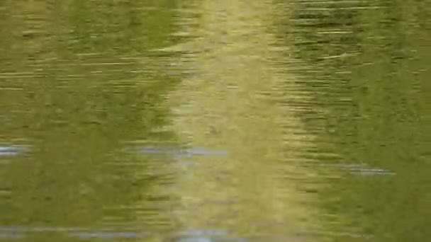 Running green ripples on water surface — Stock Video