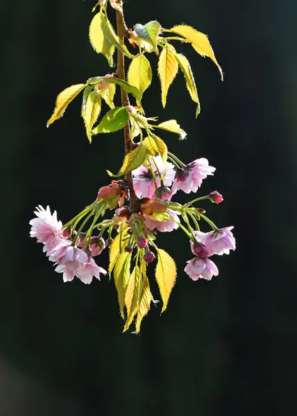 Розовая вишня цветет над темно-зеленым — стоковое фото