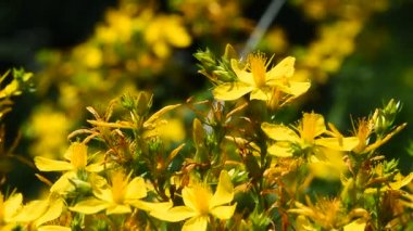 Chelidonium, kırlangıçotu, Rüzgar kilwort çiçekler