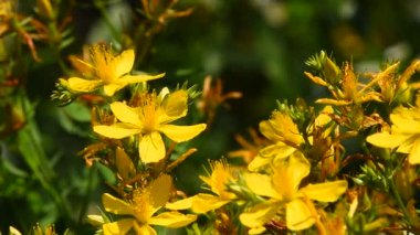 Chelidonium, kırlangıçotu, Rüzgar kilwort çiçekler