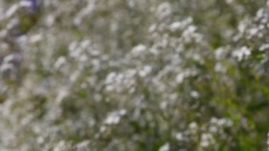 Gypsophila paniculata ortak beyaz çiçekler