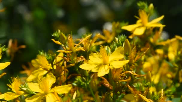 Chelidonium, schöllkraut, kilottenblüten im wind — Stockvideo