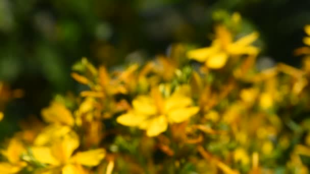 Chelidonio, celidonia, flores de kilwort en el viento — Vídeo de stock