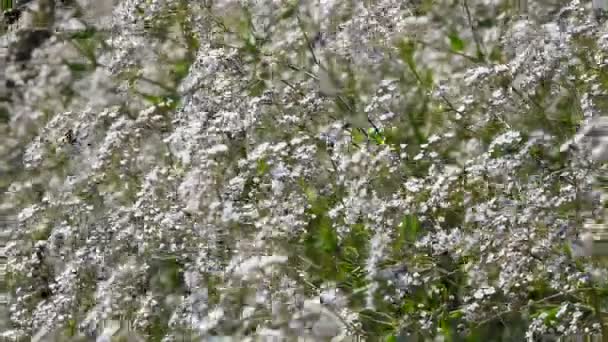 Łyszczec wiechowaty wspólne białe kwiaty — Wideo stockowe