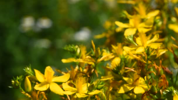 Vlaštovičník větší, jarní, kilwort květy ve větru — Stock video
