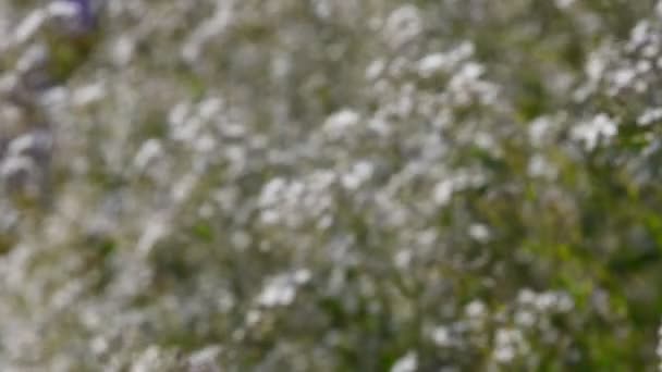 Gypsophila paniculata häufige weiße Blüten — Stockvideo