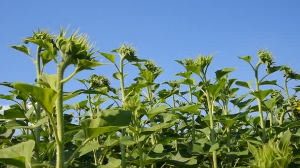 Green young new sunflower buds over blue sky — Stock Video