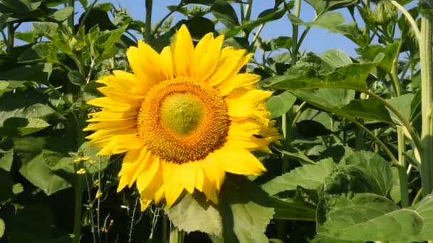 Een gele zonnebloem over groene toppen close-up — Stockvideo