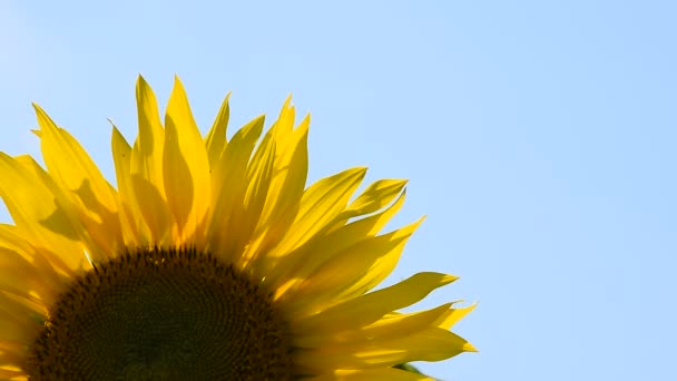 Um girassol amarelo sobre o céu azul fechar — Vídeo de Stock