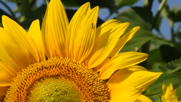 Girasole giallo su cime verdi vicino inclinazione — Video Stock