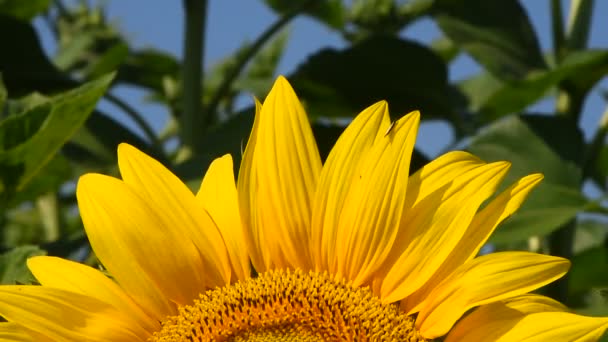 在嫩绿的新芽附近倾斜的黄色向日葵 — 图库视频影像