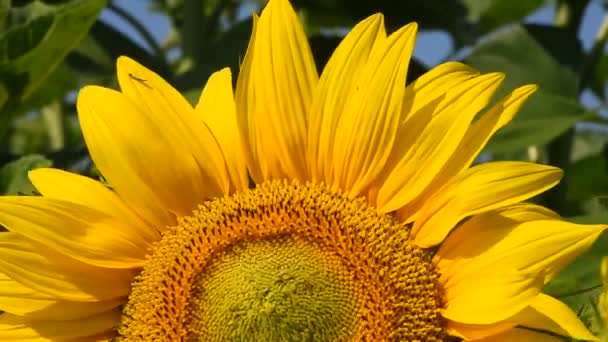 Een gele zonnebloem over groene toppen close-up — Stockvideo