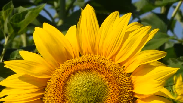Un tournesol jaune sur les bourgeons verts gros plan 