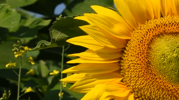 Un tournesol jaune sur les bourgeons verts gros plan — Video