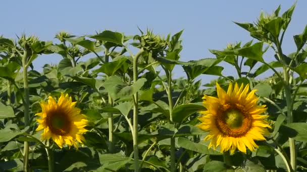 Two yellow sunflowers over green buds and blue sky — Stock Video