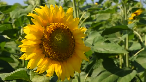 Un tournesol jaune sur les bourgeons verts gros plan 