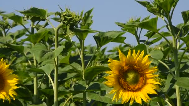 Un tournesol jaune sur les bourgeons verts et le ciel bleu 
