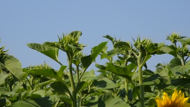 Grüne junge neue Sonnenblumenknospen über blauem Himmel — Stockvideo