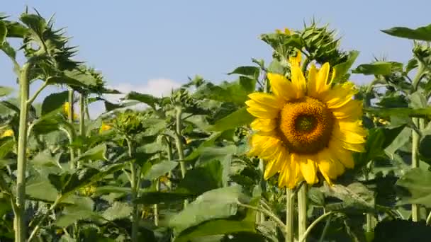 Un tournesol jaune sur les bourgeons verts et le ciel bleu 