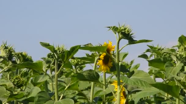 Zielony młodych nowe pąki słonecznik nad niebieski niebo — Wideo stockowe