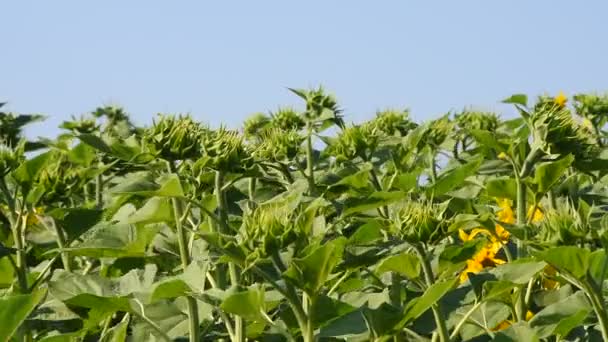 Vert jeunes nouveaux bourgeons de tournesol sur ciel bleu 