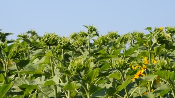 Grüne junge neue Sonnenblumenknospen über blauem Himmel — Stockvideo