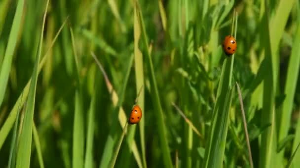 Deux insectes dame dans l'herbe verte dans le vent — Video